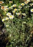 Oxeye Daisy